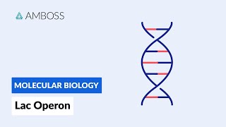 Prokaryotic Gene Regulation Lac Operon [upl. by Darelle]