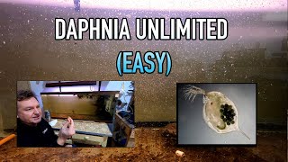 How I Raise Daphnia Water Fleas And You Can Too [upl. by Solitta]