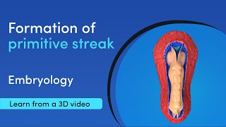 How is the primitive streak formed  Best 3D Medical Learning App  MediMagic [upl. by Adnilrem]