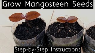 How to Grow Mangosteen Seeds English [upl. by Fernandez]