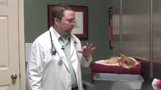 Dog amp Cat Diseases  About Feline Toxoplasmosis [upl. by Sulienroc]