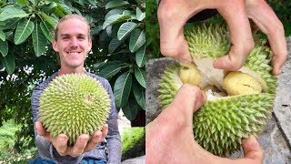 How To Open and Eat a Durian [upl. by Lemhaj]