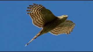 Sparrowhawk Bird Call Bird Song [upl. by Nire]