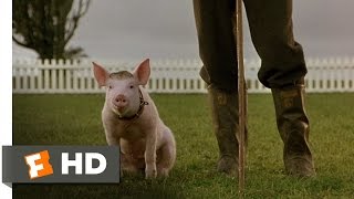 Thatll Do Pig  Babe 99 Movie CLIP 1995 HD [upl. by Wolgast742]