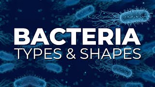 BACTERIA TYPES AND SHAPES [upl. by Aleris]