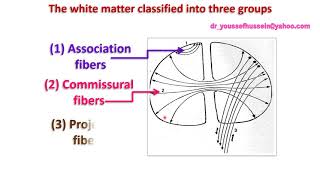 13 Commissural fibers  Corpus callosum [upl. by Atiuqcir863]