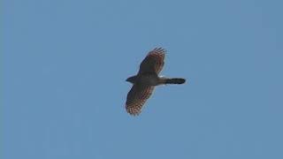 Coopers Hawk [upl. by Kampmann392]