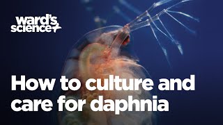 Caring and Culturing for Daphnia [upl. by Eisnil]