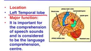 Brocas area vs Wernickes area  VCE Psychology [upl. by Faber]