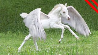 Unicornios Encontrados En La Vida Real [upl. by Ogeid]