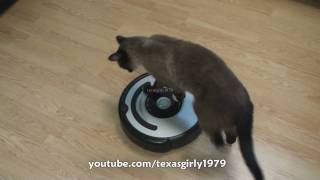 Cat shows HOW TO use iRobot Roomba Vacuum [upl. by Azral]