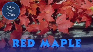 Tree of the Week Red Maple [upl. by Moe]