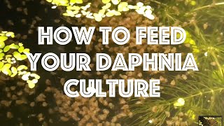 How To Feed Your Daphnia Culture [upl. by Marcile186]