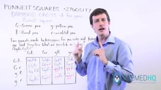 Dihybrid Cross Dihybrid Punnett Square  Made Easy [upl. by Nawd]