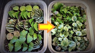 Peperomia Leaf Propagation in Soil [upl. by Marih]