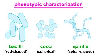 Taxonomy of Bacteria Identification and Classification [upl. by Albrecht]