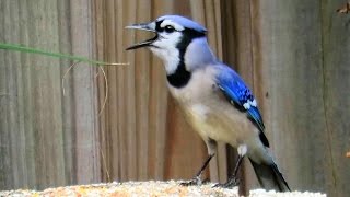 Blue Jay Imitating Red Shouldered Hawk Call [upl. by Floeter]