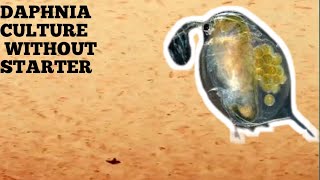 HOW TO CULTURE DAPHNIA NATURALLY WITHOUT A STARTER [upl. by Loughlin]