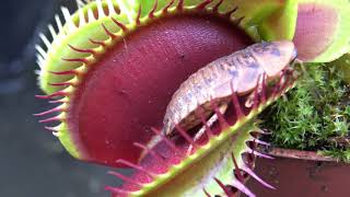 Best Venus Flytrap Trapping Compilation 2018 [upl. by Secrest]