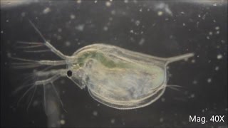 Daphnia magna under the Microscope [upl. by Ynneh]