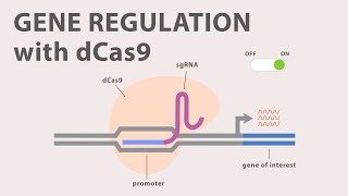 4 CRISPR Cas9  Gene Regulation with dCas9 [upl. by Pentha]