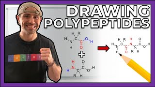 Intro to Peptides and Drawing Polypeptides [upl. by Knepper873]