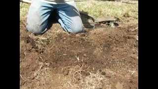 How to Plant Hop Rhizomes [upl. by Erolyat]