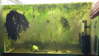 Scuds Daphnia Cherry Shrimp Copepods My aquatic food culture [upl. by Eimor]