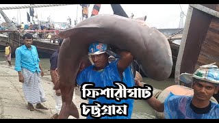 Fisherighat chittagong  Shark market in Bangladesh [upl. by Euqcaj]