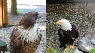 Redtailed Hawk and Bald Eagle Vocalization [upl. by Macario]