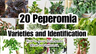 20 AMAZING PEPEROMIA VARIETIES [upl. by Gurango725]