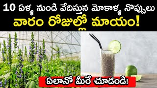 మోకాళ్ళల్లో గుజ్జును పెంచే మహాబీర గింజల చెట్టు ఇదే   mahabeera ginjalu in telugu [upl. by Neetsirhc420]