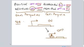 PositiveNegative RepressibleInducible Gene Regulation [upl. by Talbert]