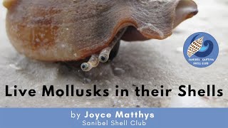 Live Mollusks in their Shells [upl. by Anaele]