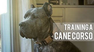 How I train my Cane Corso  3 Easy Training Techniques [upl. by Sukcirdor568]