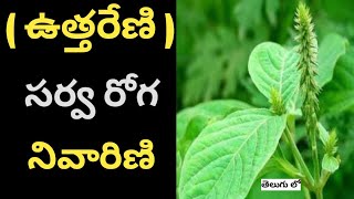 Uttareni chettu upayogalu in telugureal facts about uttareniApamarga [upl. by Nyltyak]