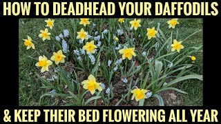 How to deadhead Daffodils so they keep flowering forever [upl. by Severson42]