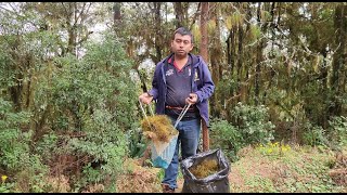 Buscando adorno Navideño en el monte musgo  con la familia [upl. by Ingaberg]