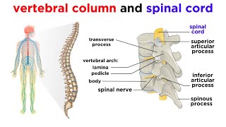 The Central Nervous System The Brain and Spinal Cord [upl. by Yasnyl]