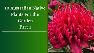 10 Colourful Australian Native Plants [upl. by Michaeu]