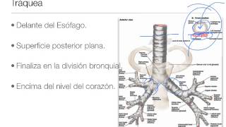 Anatomia del Mediastino [upl. by Ahsinaj409]