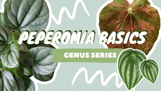 PEPEROMIA PLANT CARE  COLLECTION  houseplant genus series [upl. by Chiquita]