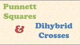 Punnett Squares and Dihybrid Crosses [upl. by Ttennaj]