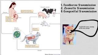 Toxoplasma gondii [upl. by Ailene]