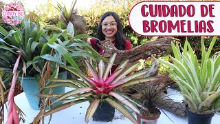 PLANTANDO BROMELIAS EN TRONCOS â”‚Candy Bu [upl. by Ednarb382]