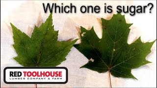 EP50 Identifying your sugar maple trees [upl. by Matless]