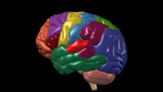 Brain Anatomy and Functions  Nucleus Health [upl. by Octavian]