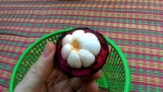 Picking and Eating a Ripe Purple Mangosteen  Garcinia Mangostana  HD Video [upl. by Aketal]