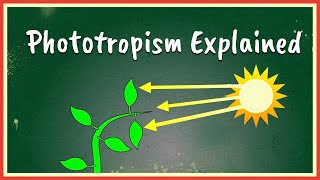 Phototropism Explained [upl. by Hollis]