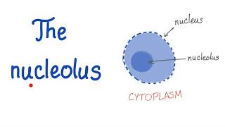 The Nucleolus the small nucleus [upl. by Carrol]